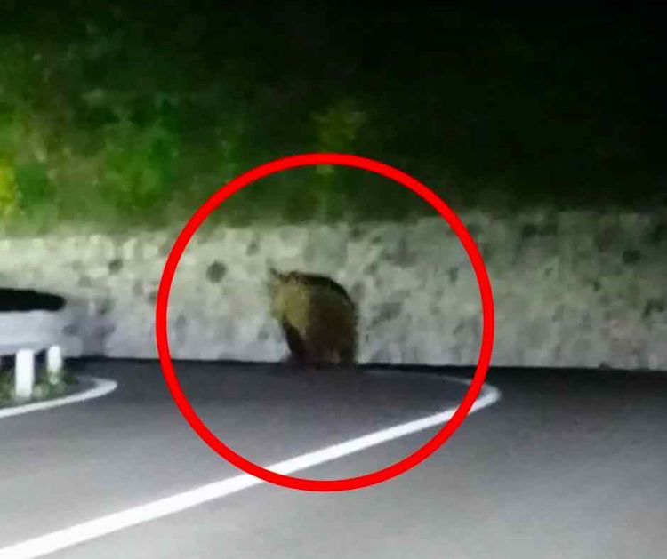 Tremosine sul Garda: Bär auf der Straße gesichtet